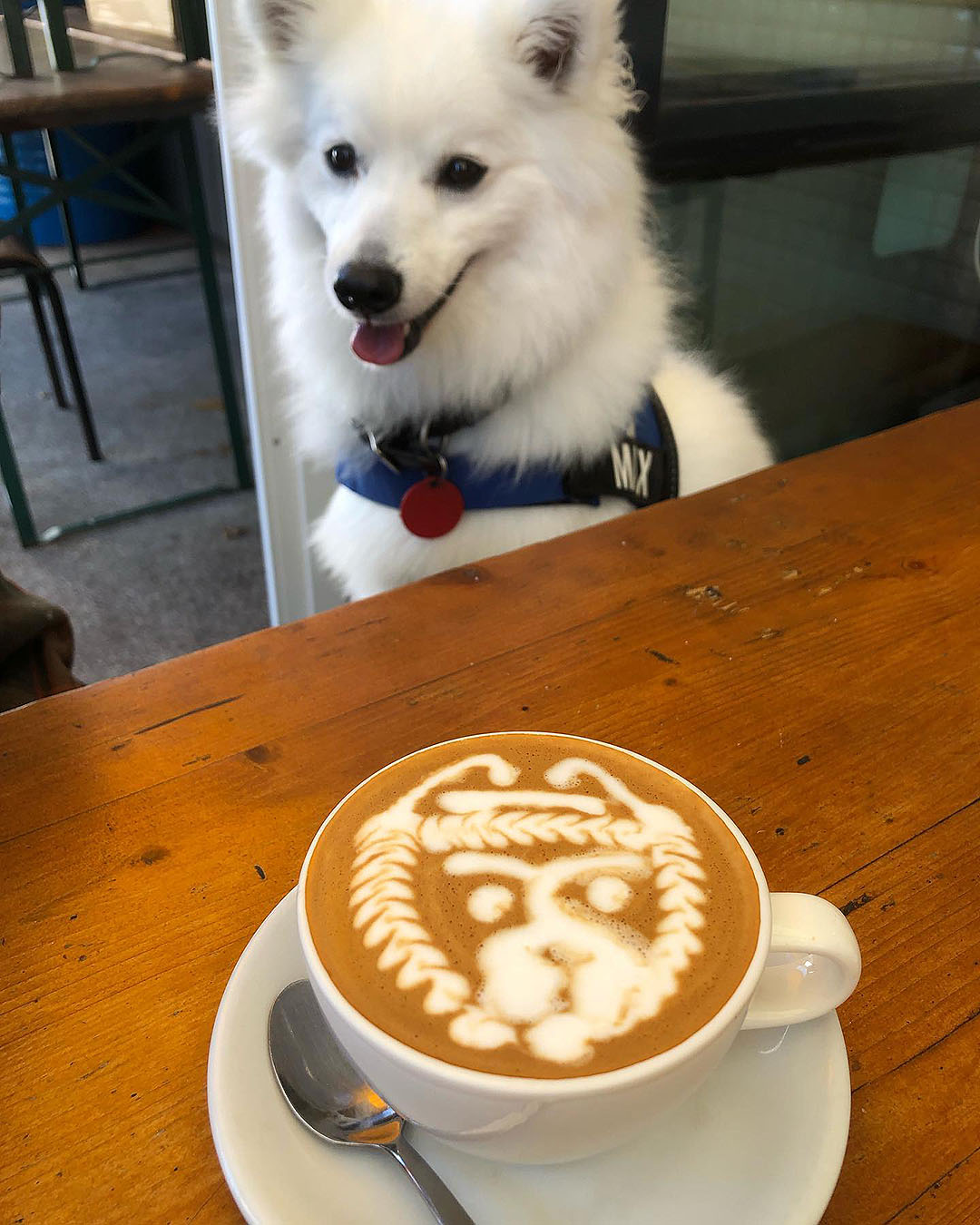 Max The Spitz has a pic with a lovely cafe art mocca at Geeks On Sainsbury, one of the best dog-friendly cafes in Auckland.