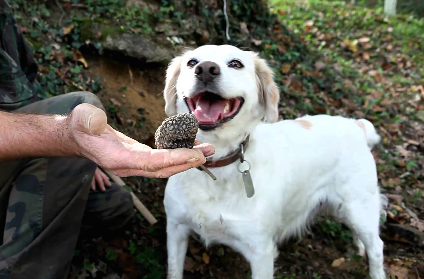 how to train dog to find truffles