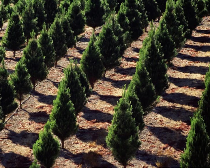 melbourne christmas tree farm