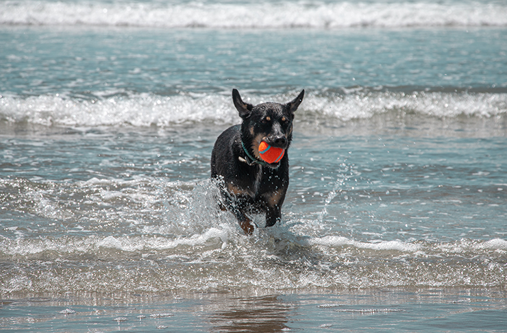 A kelpie at one of Melbourne's best dog beaches.