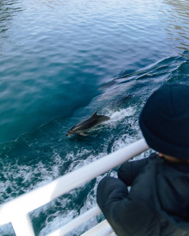 Dolphin's boatside at Milford Sound