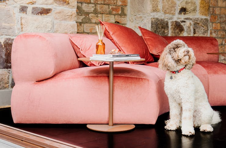 pink couch with a dog in front