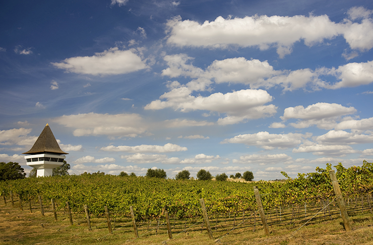 A vineyard with blue skies and a white tower in the background. 
