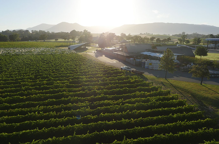 The sun shining over Rochford Winery