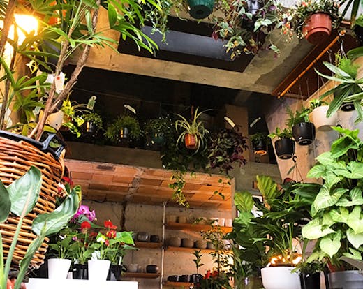 Monstera, City Works Depot Auckland