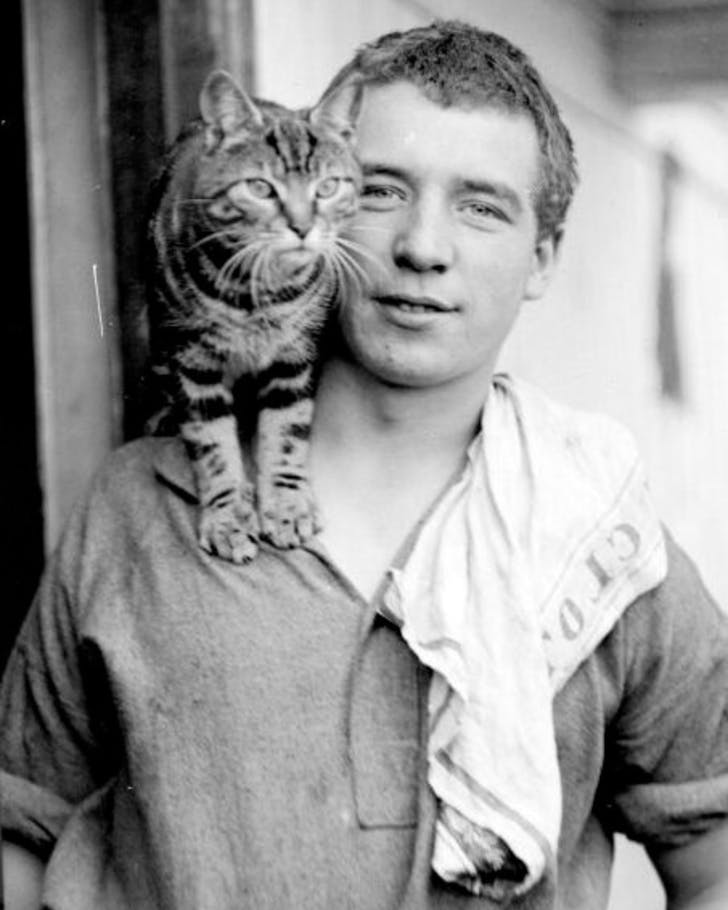 A black and white photo of Mrs Chippy, the tabby cat, on the shoulder of Endurance crew member Perce Blackborow.