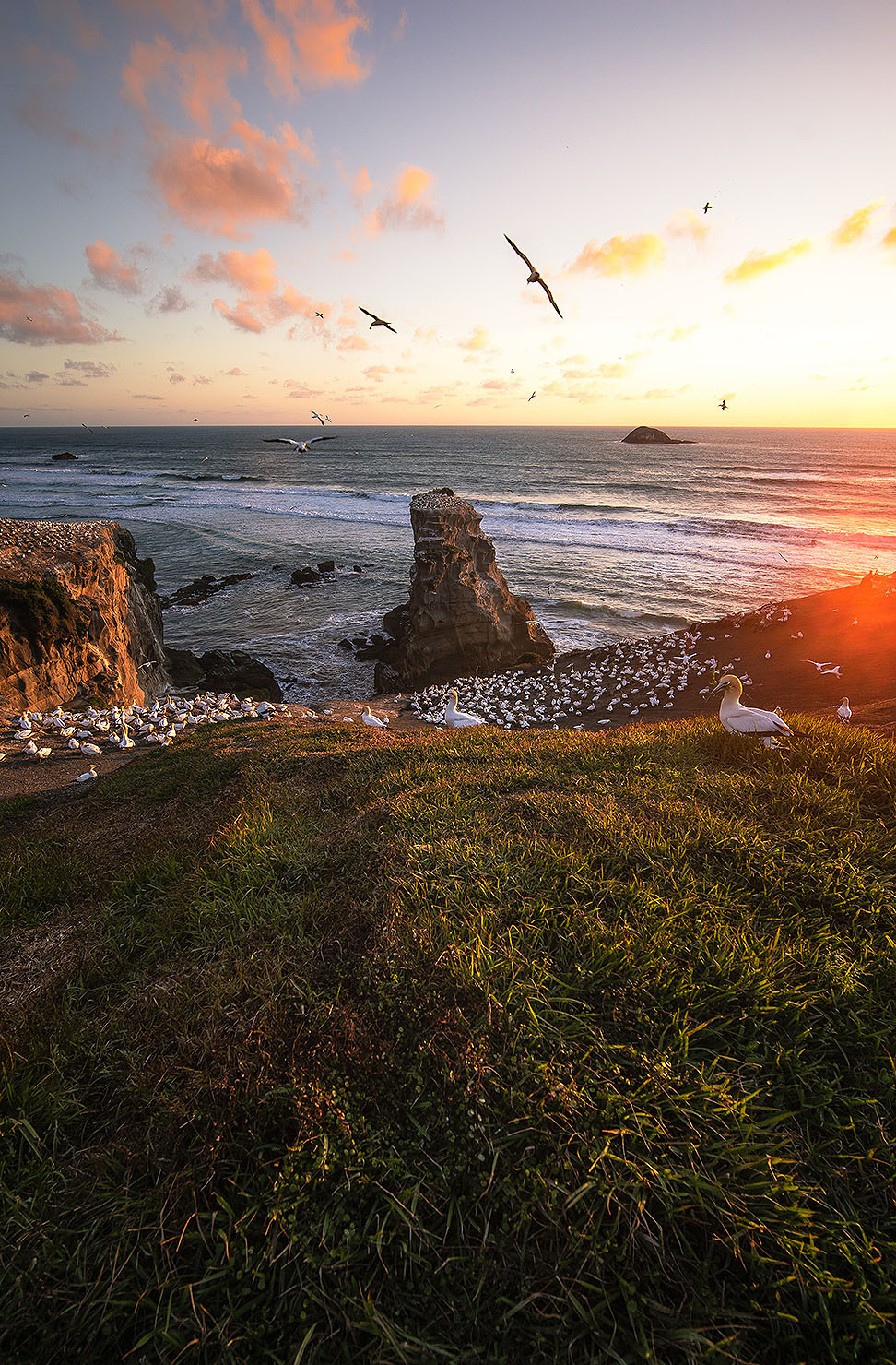 Gannets at the gannet colony in Muriwai at dusk.