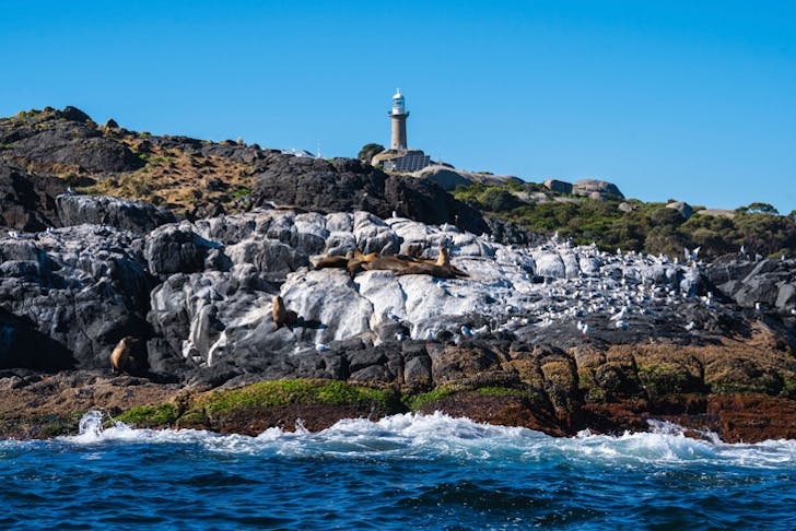 Seals laze on the rocks surrounding Montague Island in Narooma