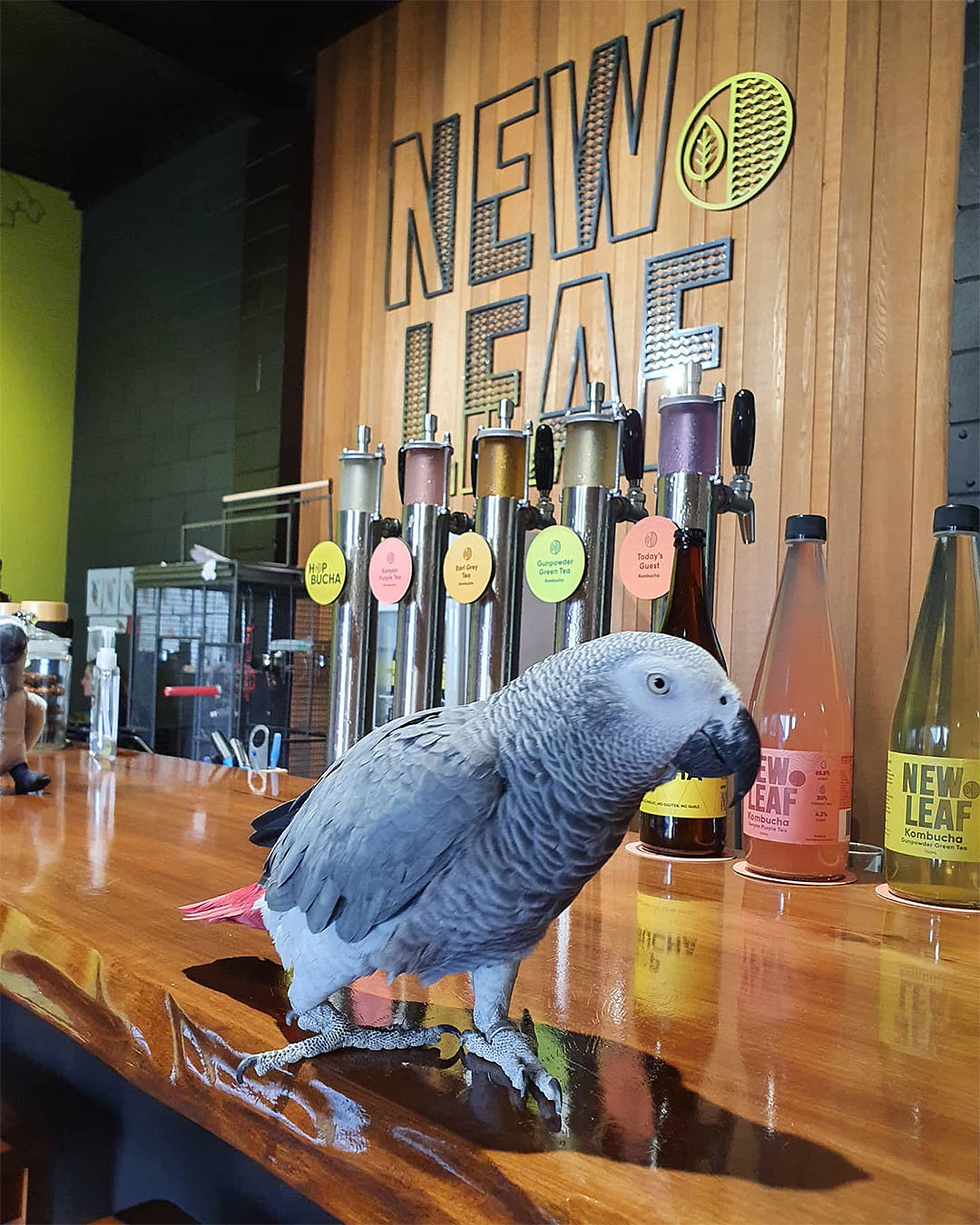 Diego stands on the bar at New Leaf Kombucha in Grey Lynn.