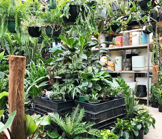 Plants on display at Noraville Green in Sydney. 