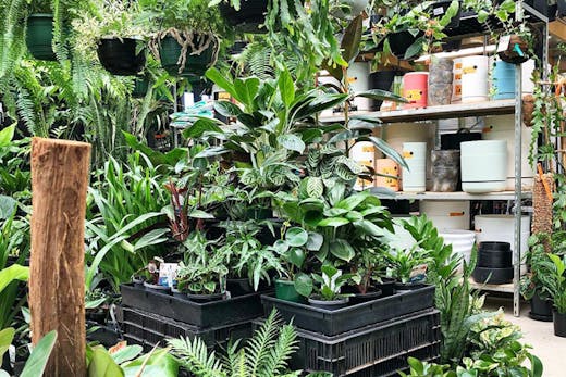 Plants on display at Noraville Green in Sydney.