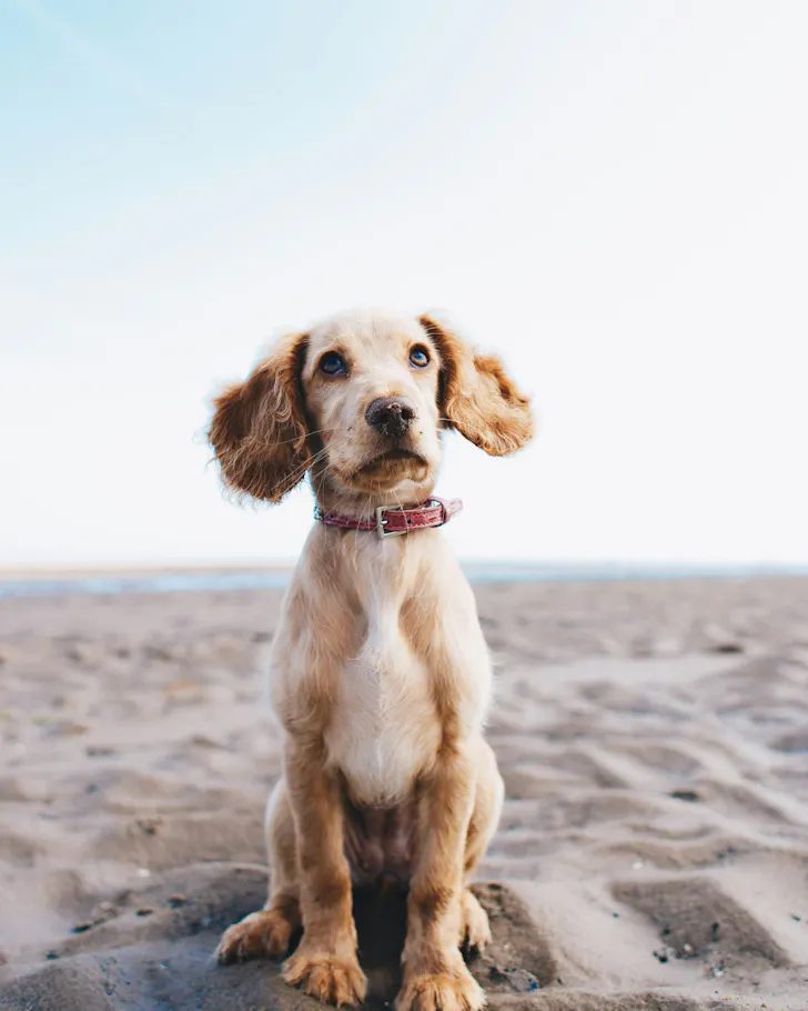 A floppy eared dog on the beach