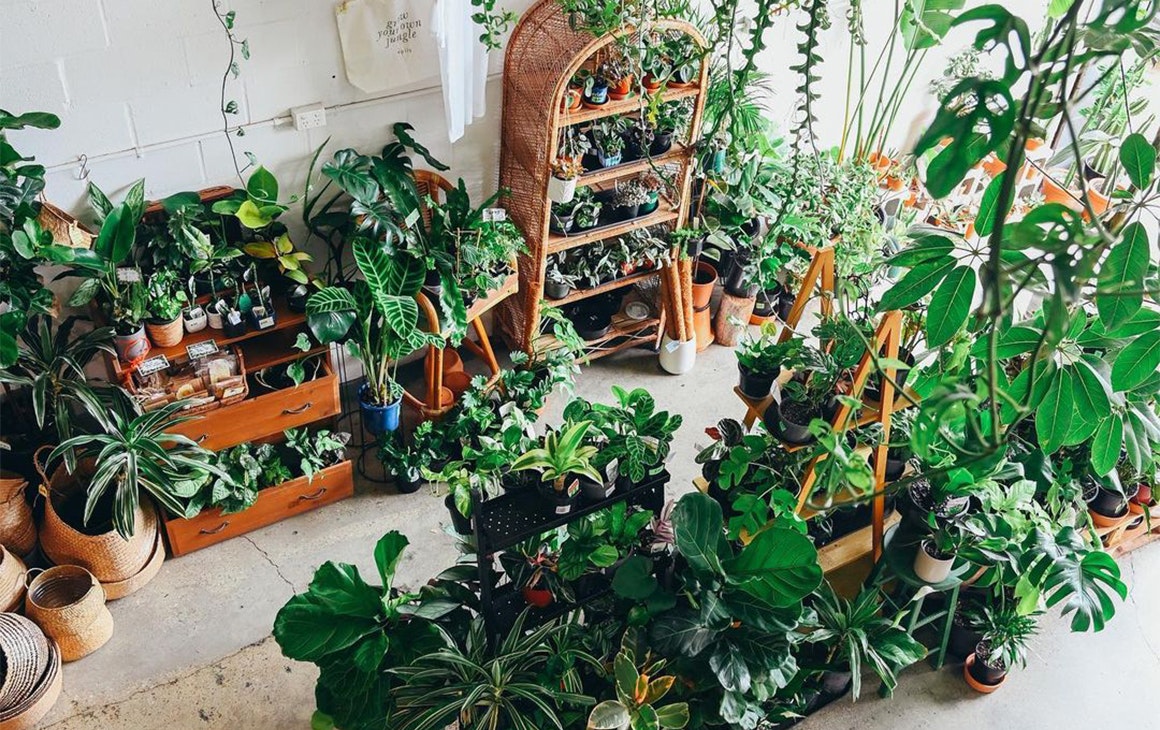 a warehouse filled with plants