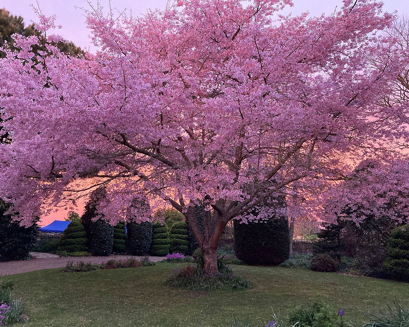 A tree in full blossom at the NZ Cherry Blossom Festival.