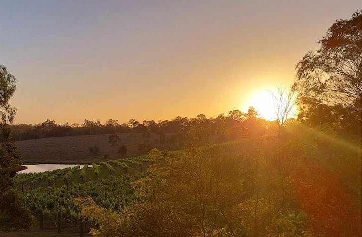 View of vineyards at sunset