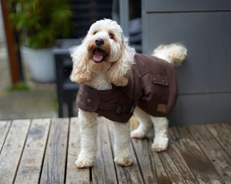 Dog in Kazoo Aussie Oilskin Coat outside