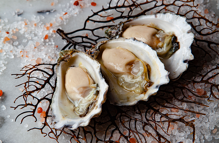 Three plump oysters atop a bed of salt and a delicate branch.