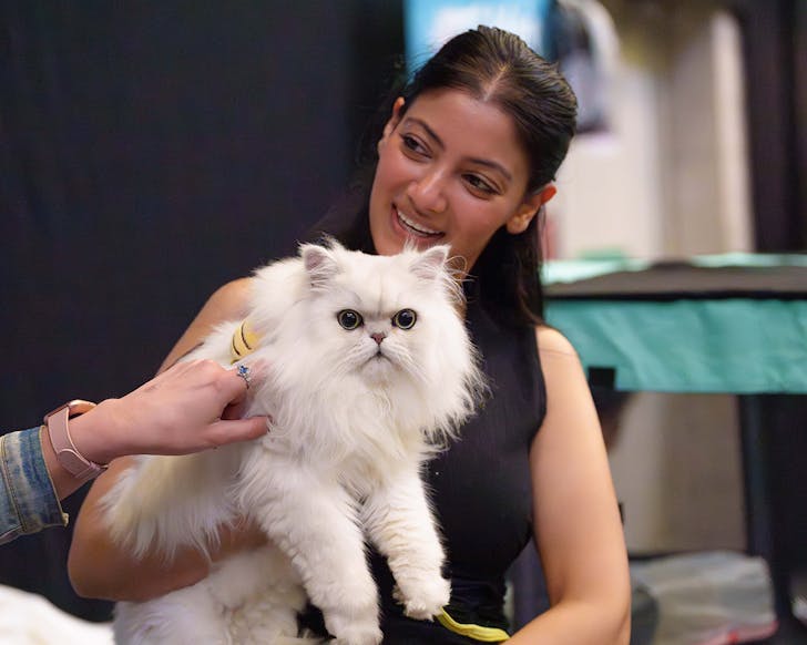 oz feline fair sydney