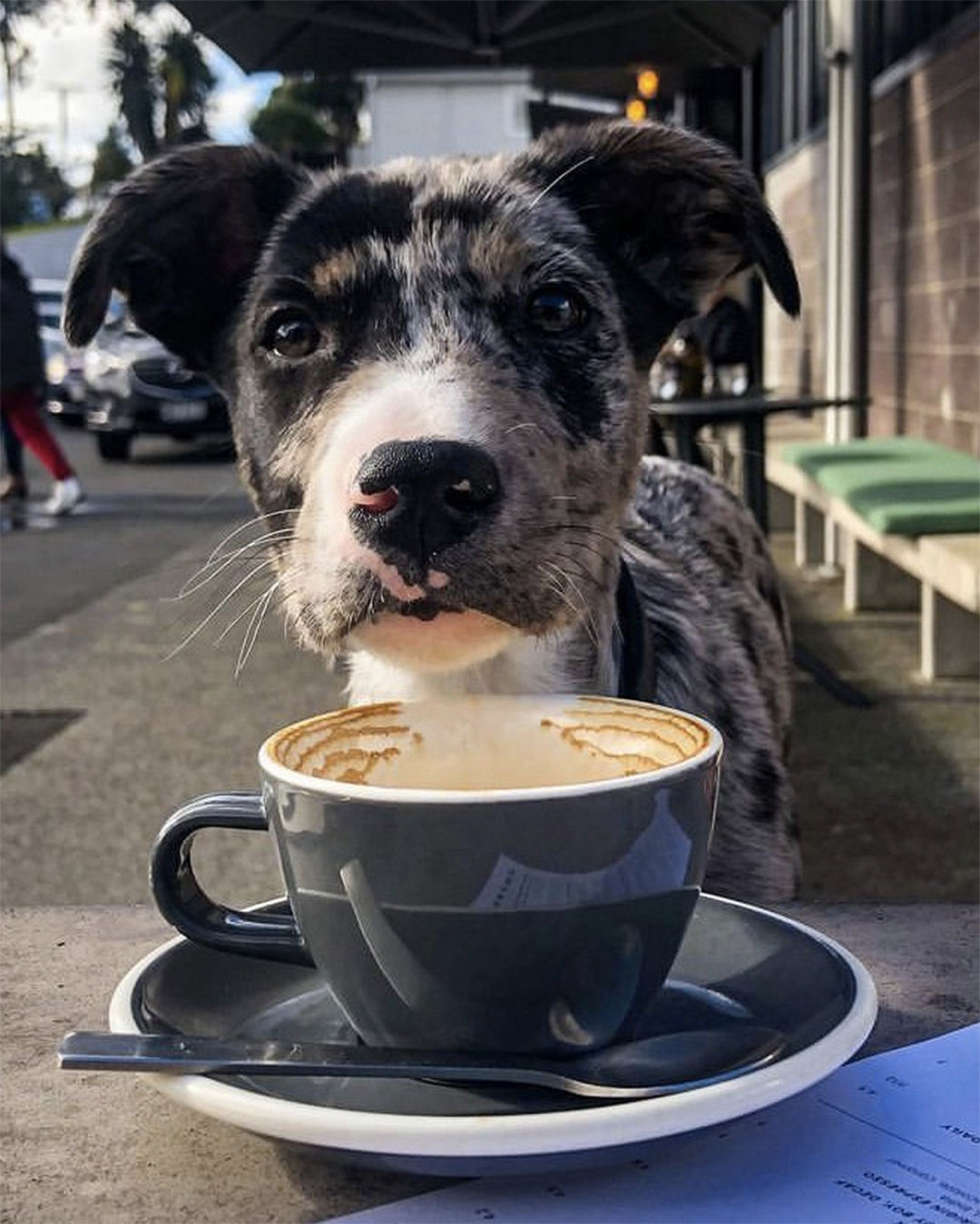 Puppy outside Westmoreland Eatery with a coffee mug on the table.