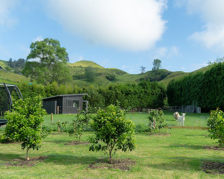 A backyard with a sheep and a goat looking on.