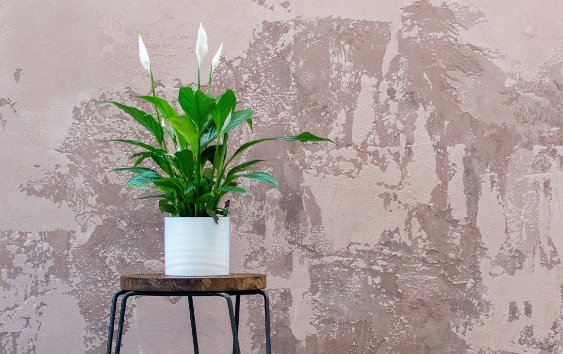 a potted peace lily on a stand next to a concrete wall