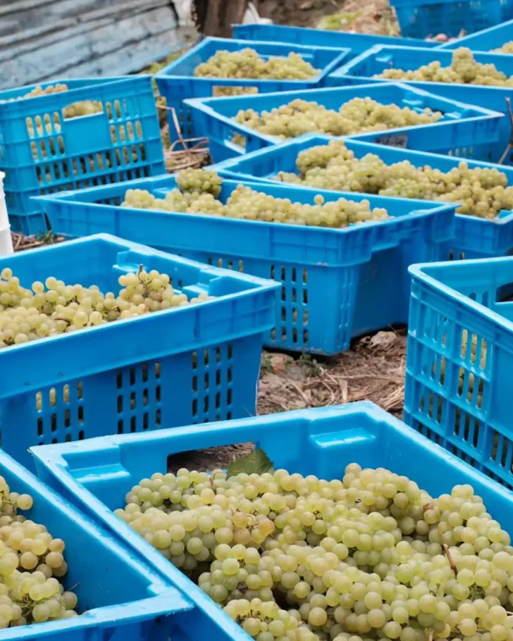 Periphery Wines Chinese Wine grapes