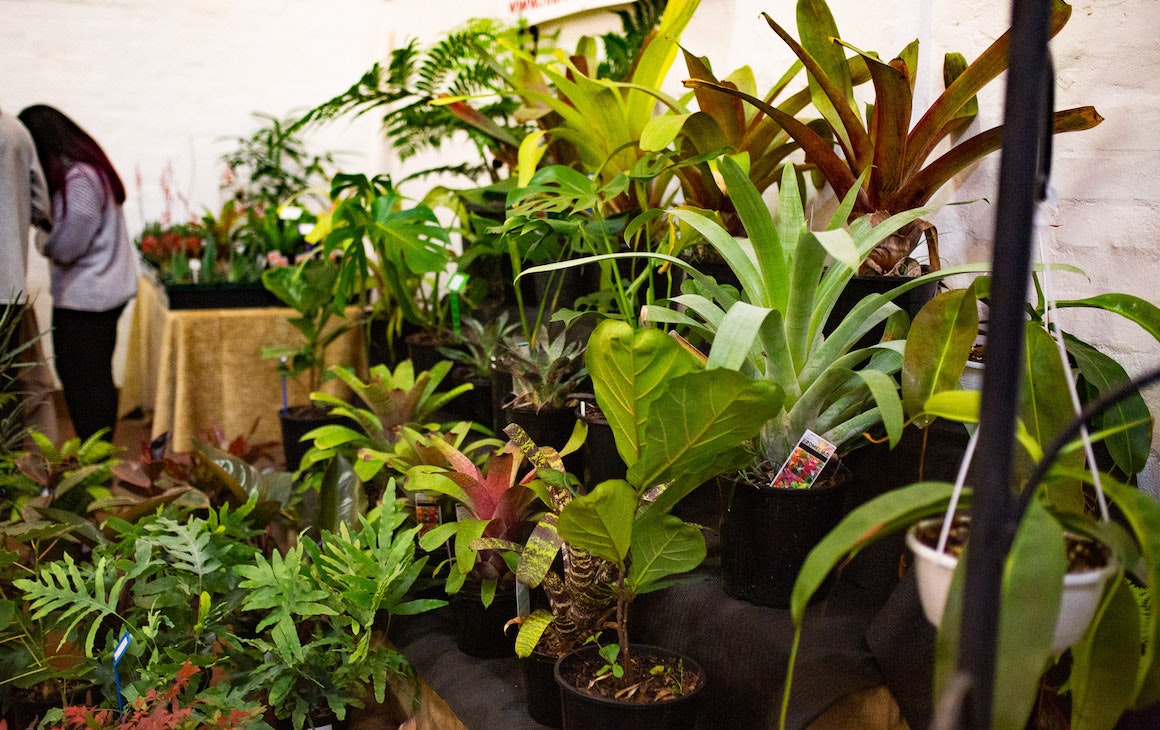 Perth Indoor Jungle Festival