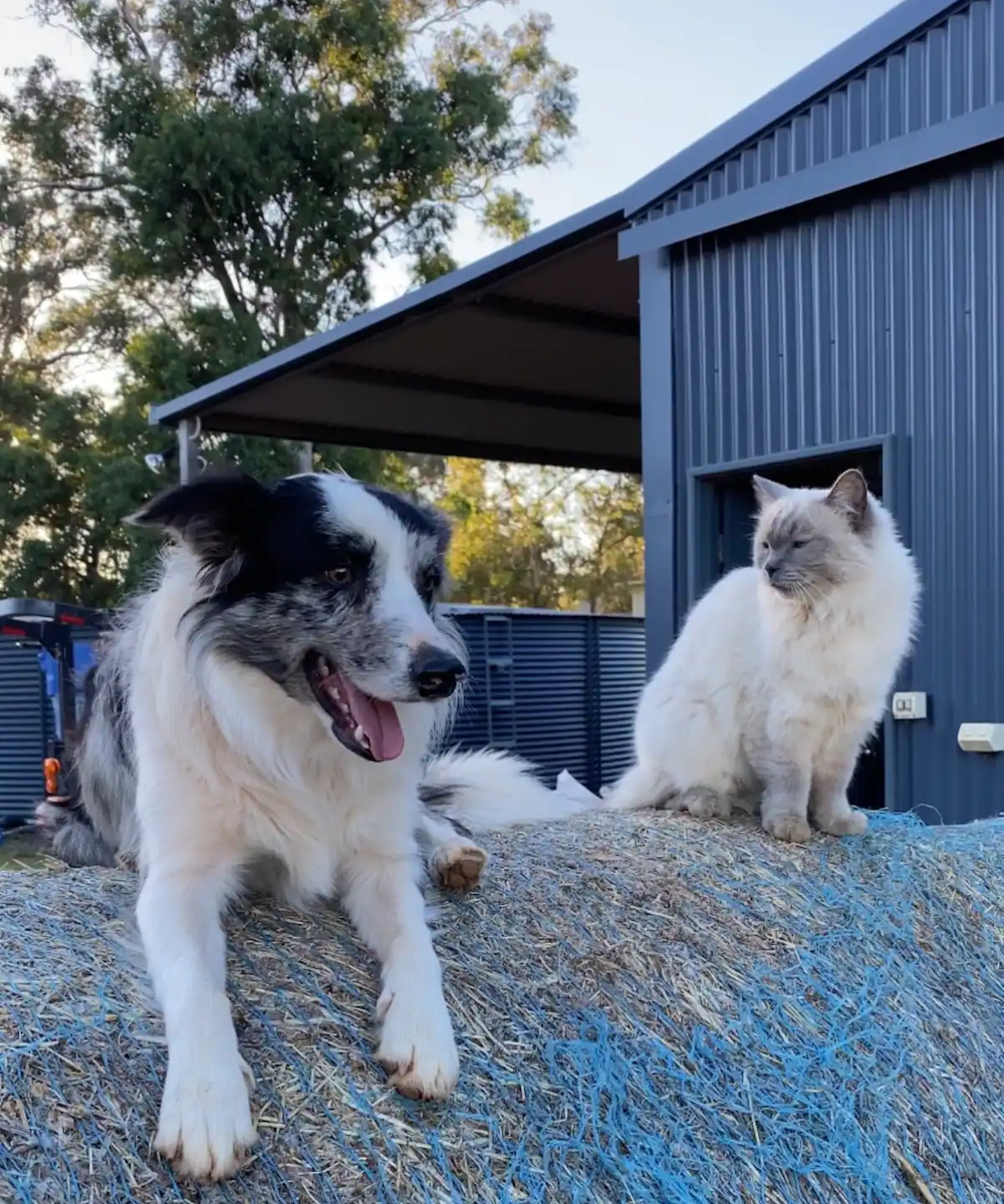 15 Pet Friendly Airbnbs Near Perth | URBAN LIST PERTH