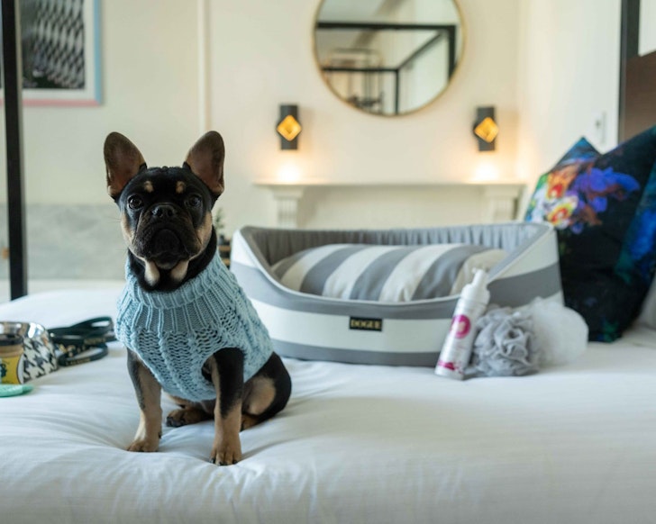 A dog sits on a bed at Crystalbrook Albion dog-friendly hotel Sydney
