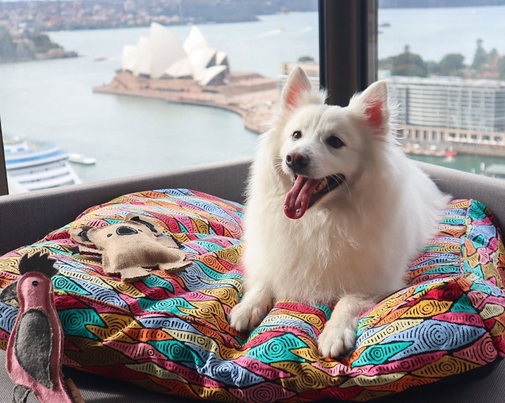 A dog sits in a dog bed with a window overlooking Sydney Opera House at Four Seasons dog-friendly hotel Sydney