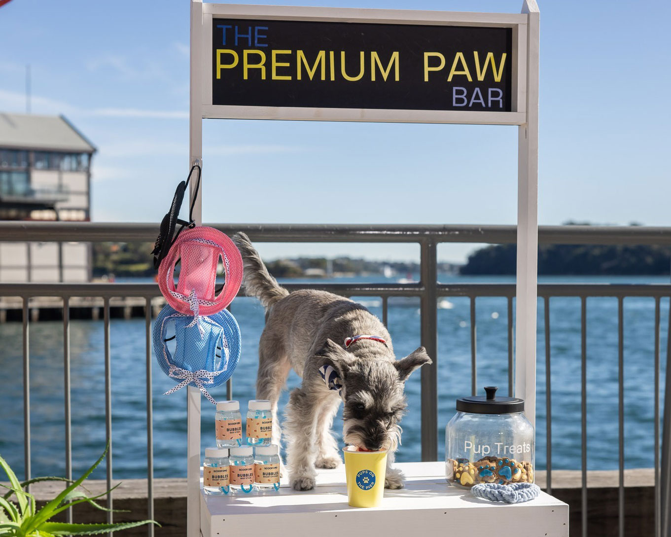 A dog on a pop-up bar at Pier One, one of the best pet friendly hotels in Sydney