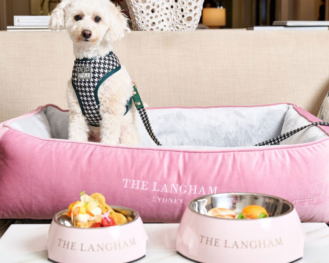 A white dog in a pink dog bed at The Langham, one of the best pet friendly hotels in Sydney