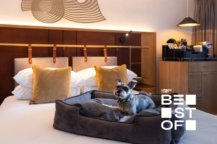 A dog on a hotel bed at Pier One, one of the best pet friendly hotels in Sydney