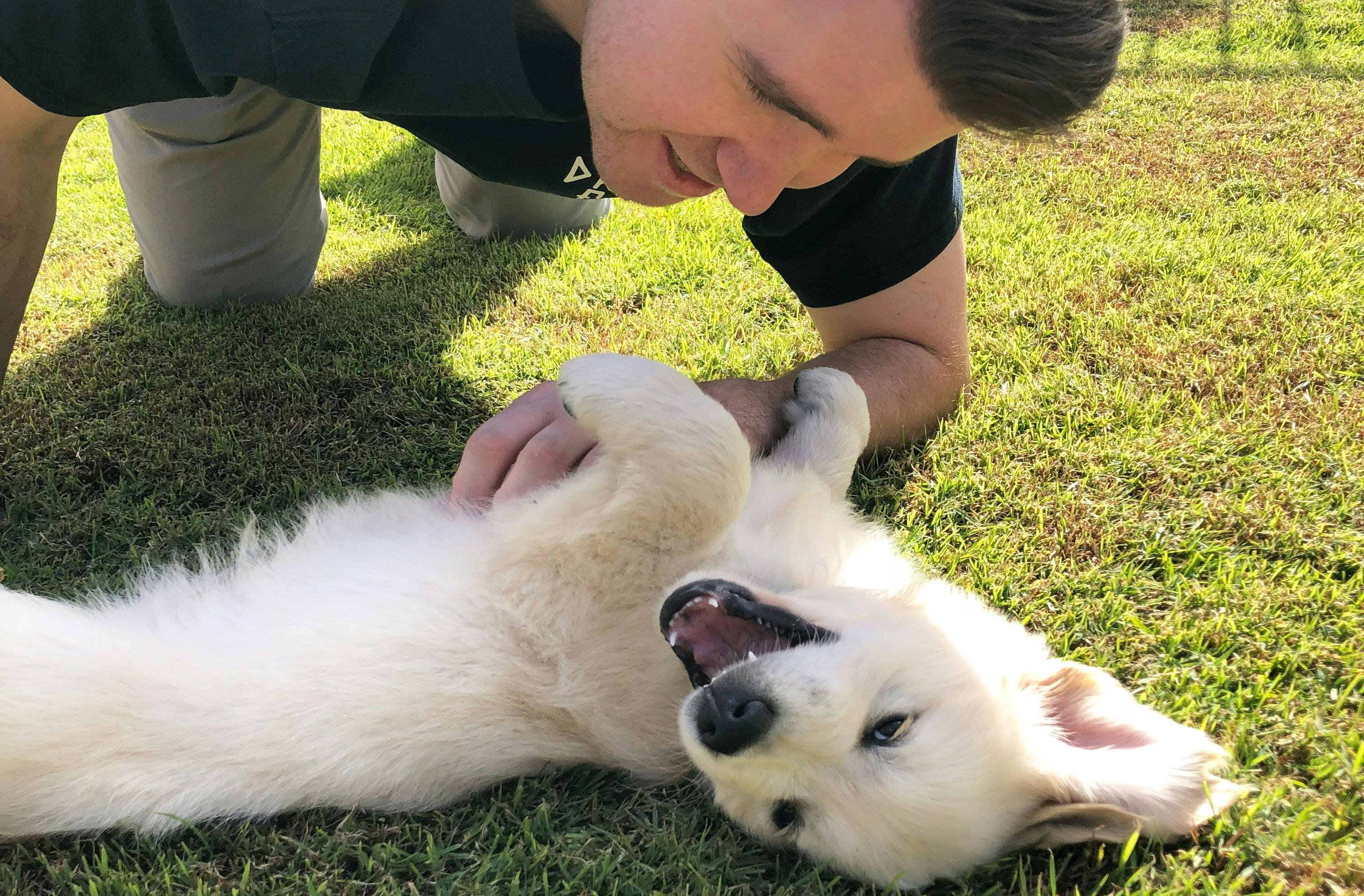 Man plays with his puppy golden retriever in the grass