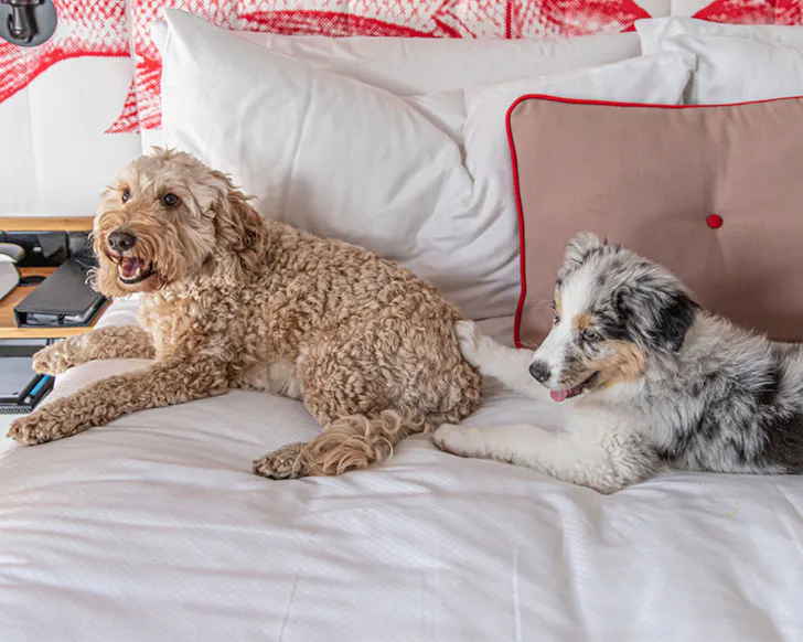 Two dogs cuddle up at Ovolo The Valley pet-friendly hotel Brisbane