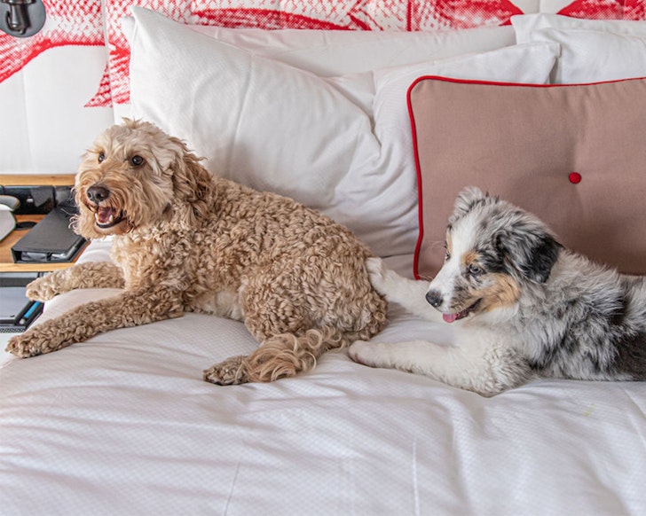 Two dogs cuddle up at Ovolo The Valley pet-friendly hotel Brisbane