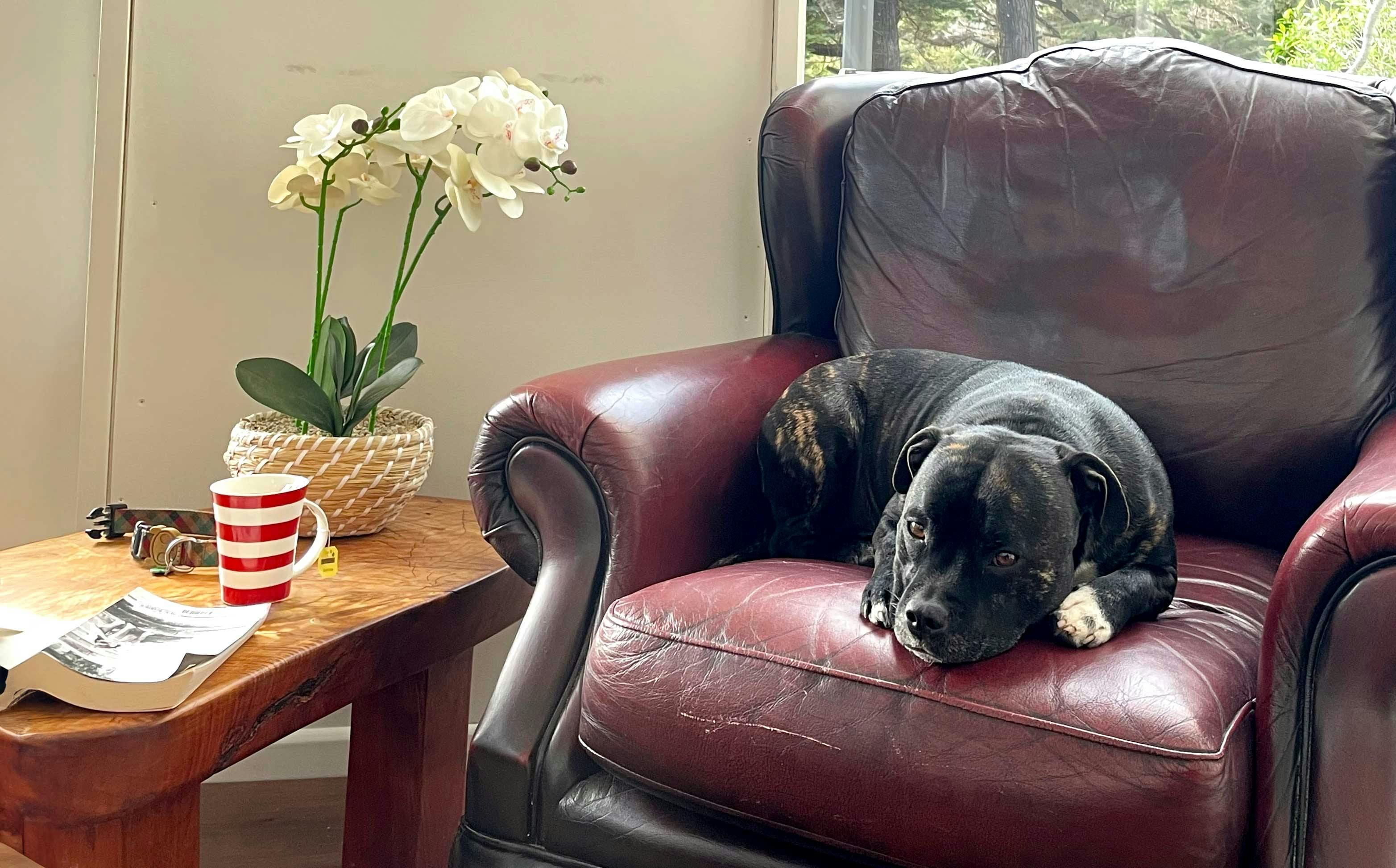 English Staffie dog lying on a couch
