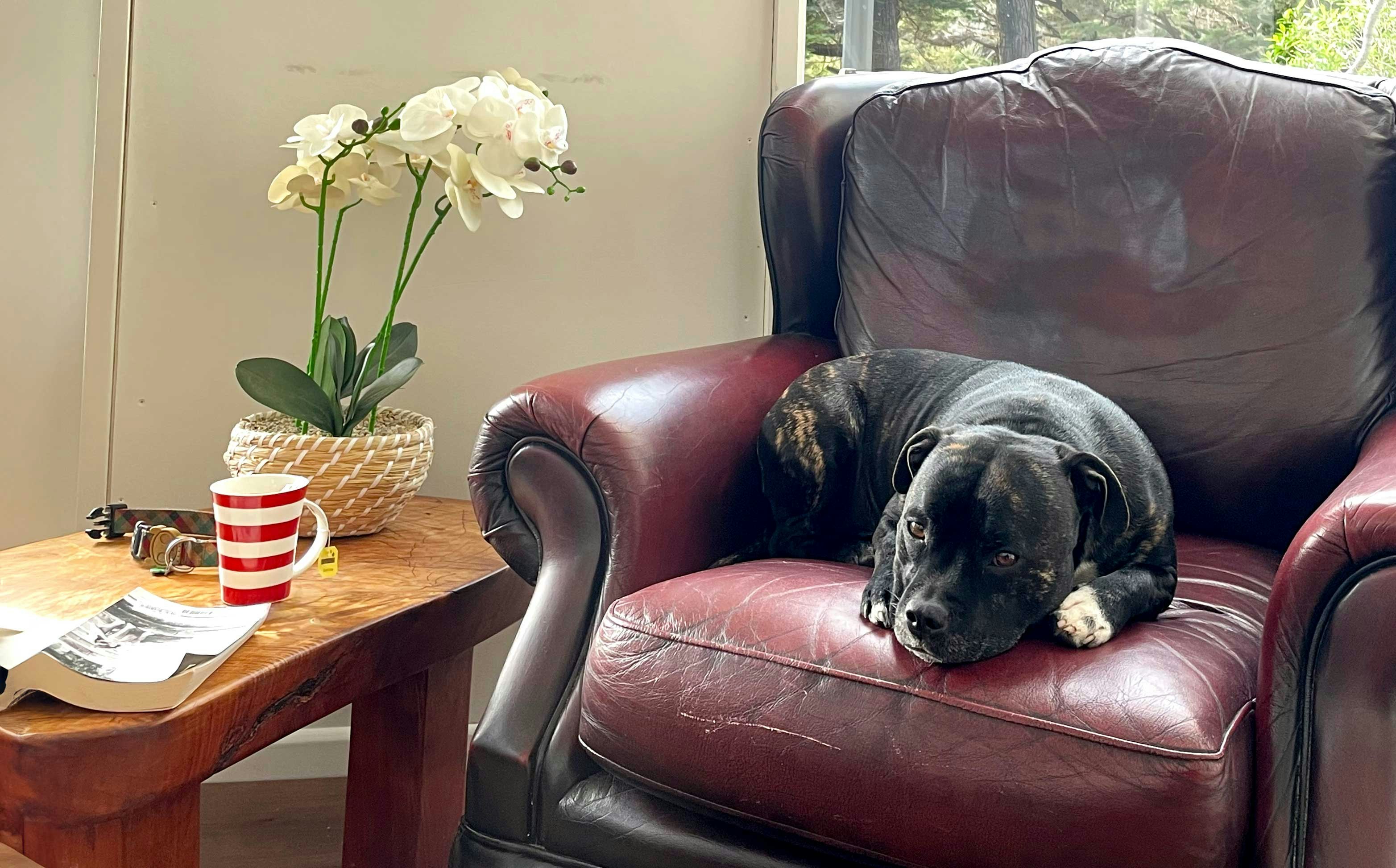 English Staffie dog lying on a couch