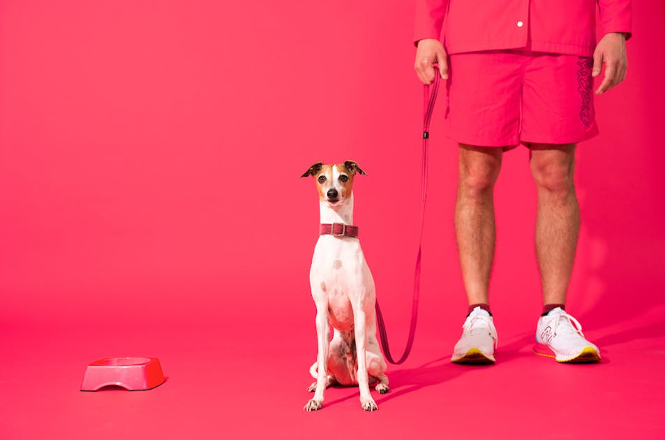 Petzyo Dog Food URBAN LIST GLOBAL