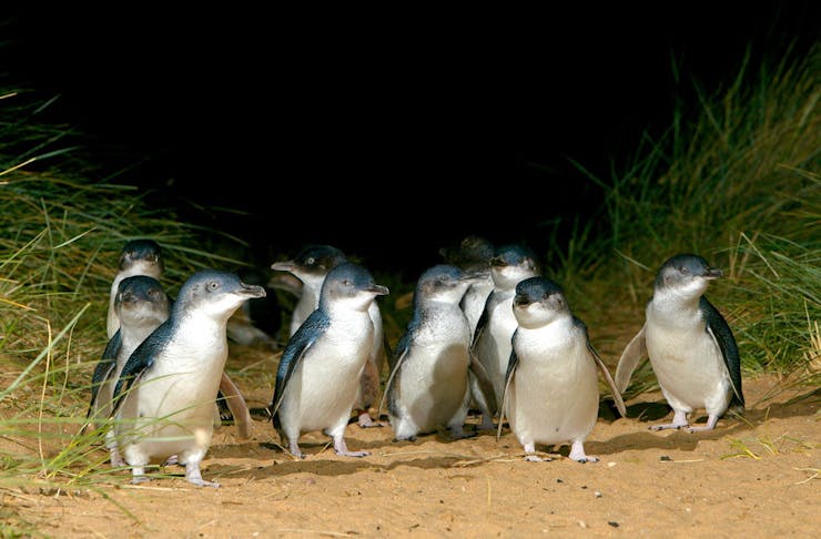 A group of Penguins on the beach at Phillip Island.