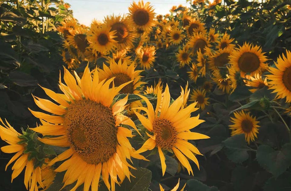 Pick Your Own Sunflowers Near Melbourne URBAN LIST MELBOURNE