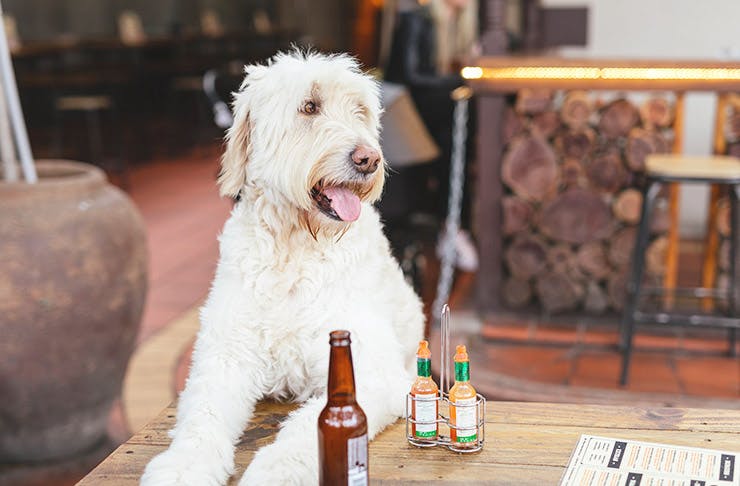Drink Pints & Help Dogs At This Cool Event