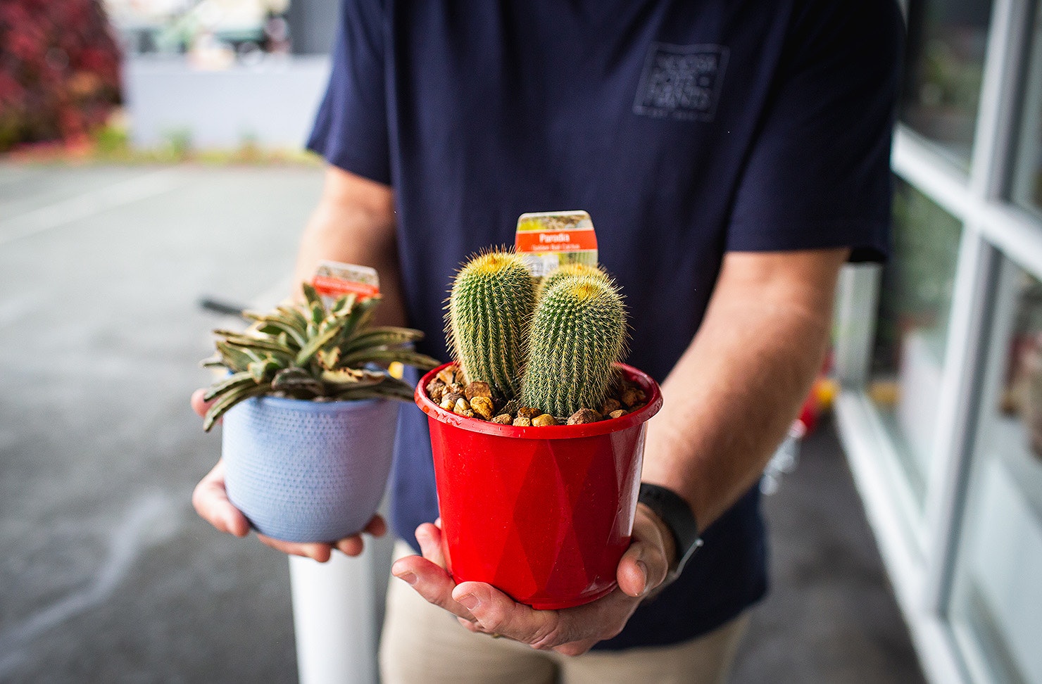 A guy holds two lovely looking plants in his hands.