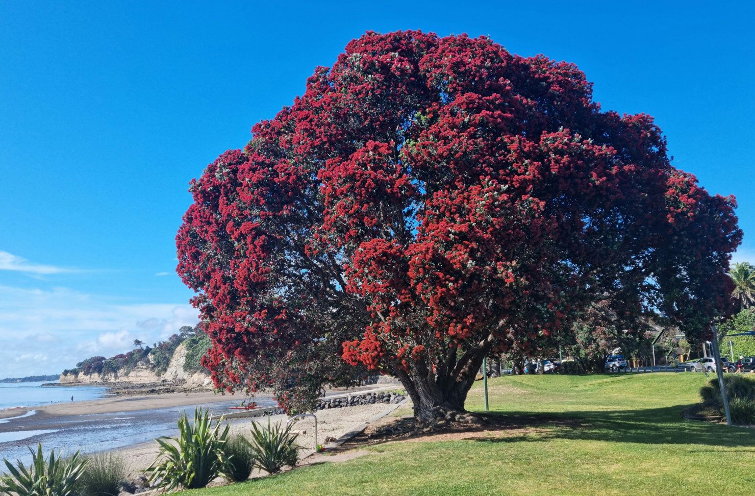 A blooming Pohutukawa by the beach.