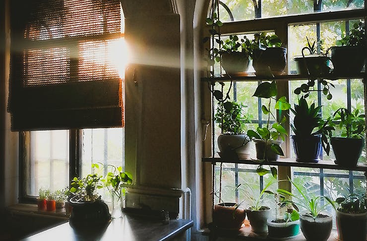 Pot plants sitting in a home