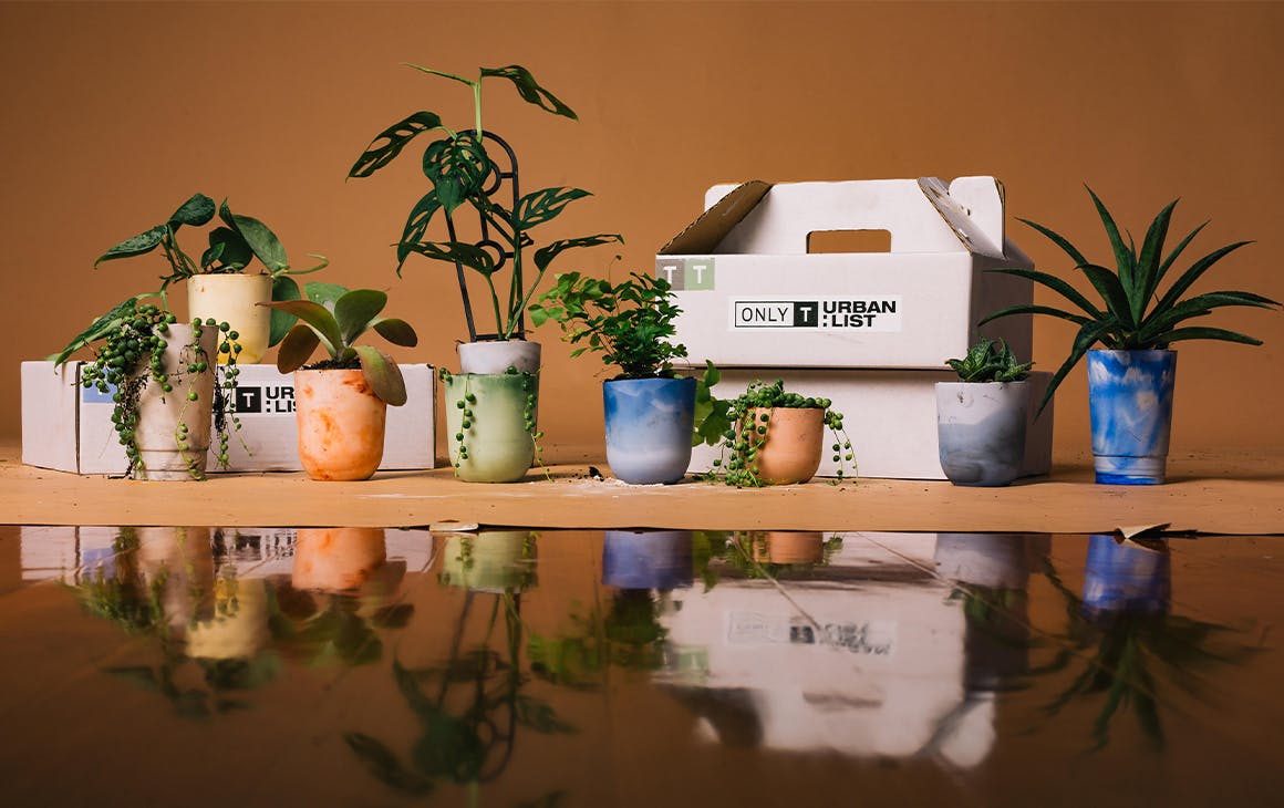 A selection of small pots with plants in them, in front of packing boxes.
