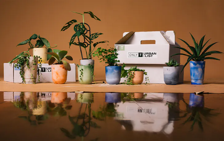 A selection of small pots with plants in them, in front of packing boxes.