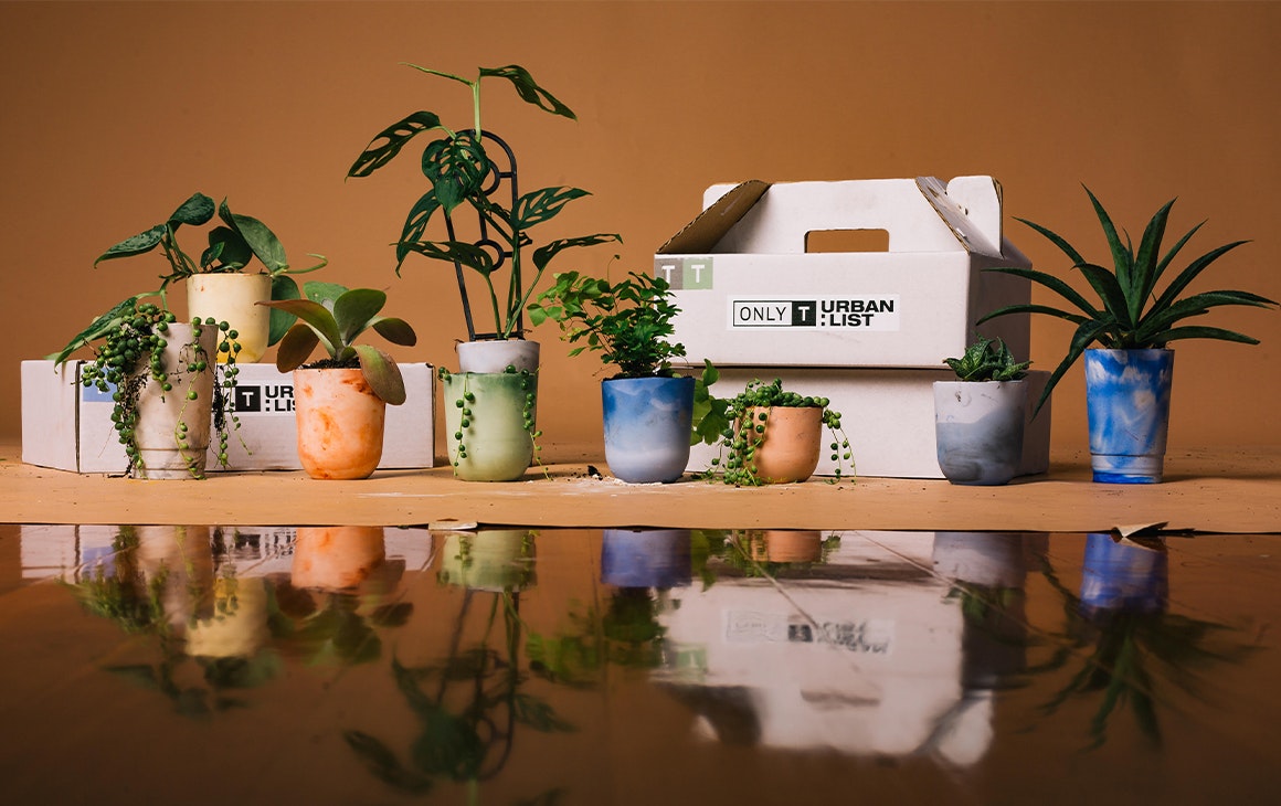 A selection of small pots with plants in them, in front of packing boxes.