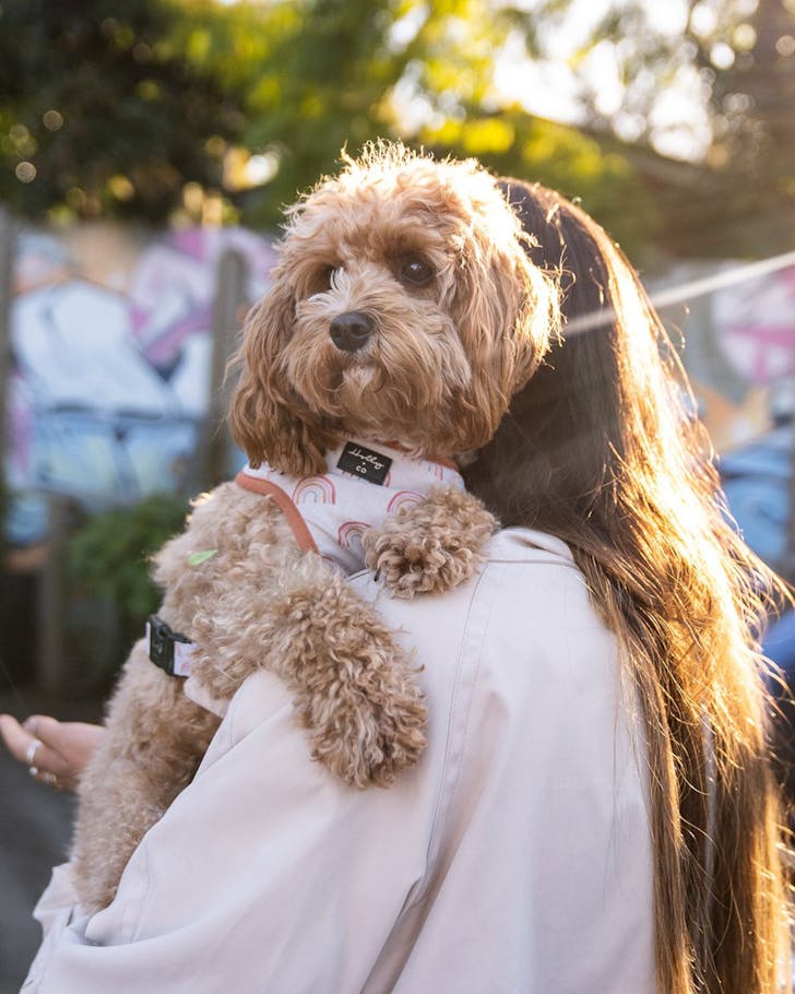 public house petersham dog-friendly pub sydney