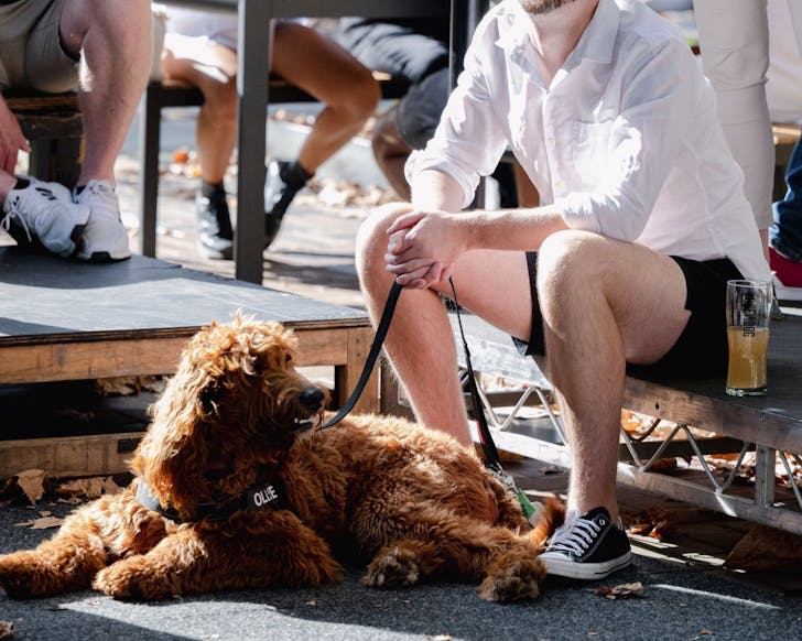 pups in pubs brewdog south eveleigh sydney august 2025